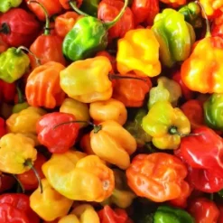 pilipili/chilipepper