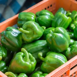 Alternative view of Green Pepper