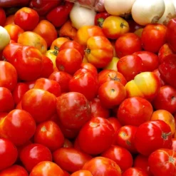 Alternative view of Tomatoes