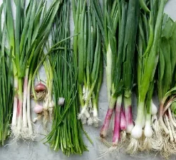 Green onions