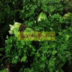 Alternative view of celery/sereri