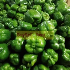 Green pepper/Poivron