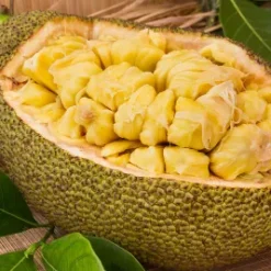 Alternative view of Jackfruit/igifenesi