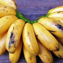 Small bananas / kamaramasenge