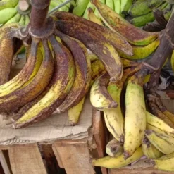 Plantains / Imizuzu / imishaba